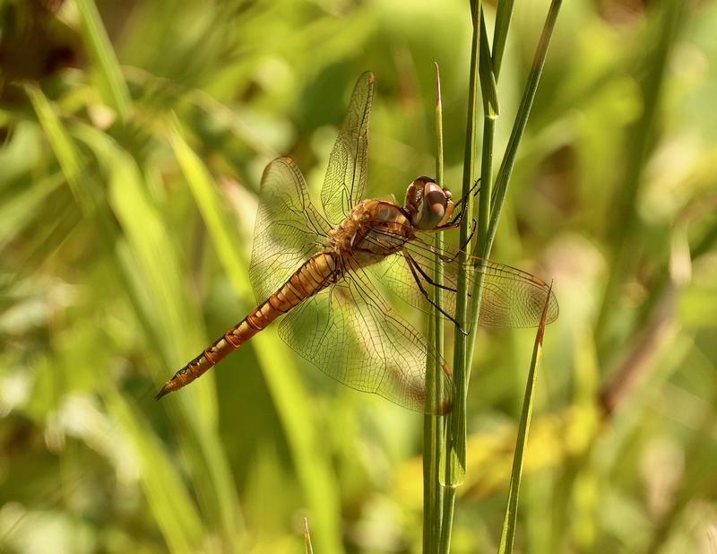 Photo of Wandering Glider