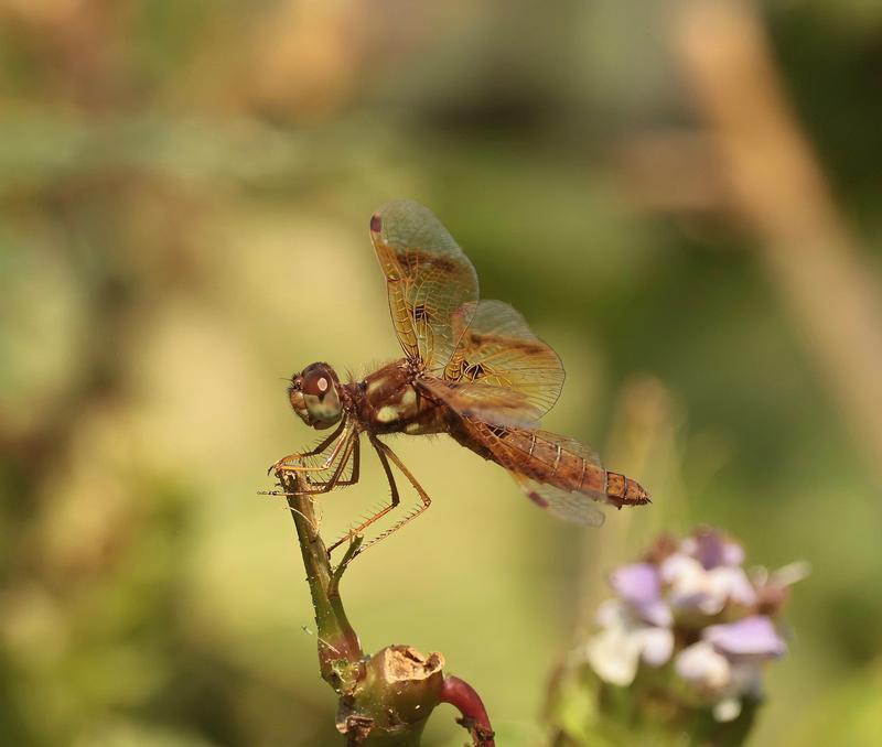 Photo of Eastern Amberwing