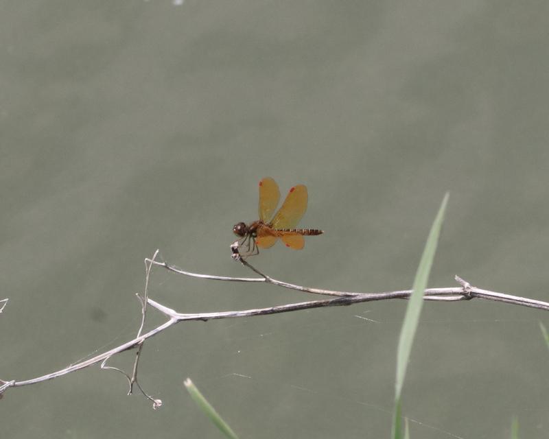 Photo of Eastern Amberwing