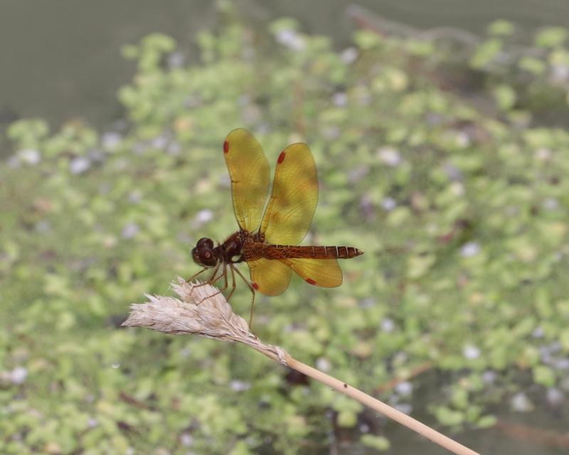Photo of Eastern Amberwing