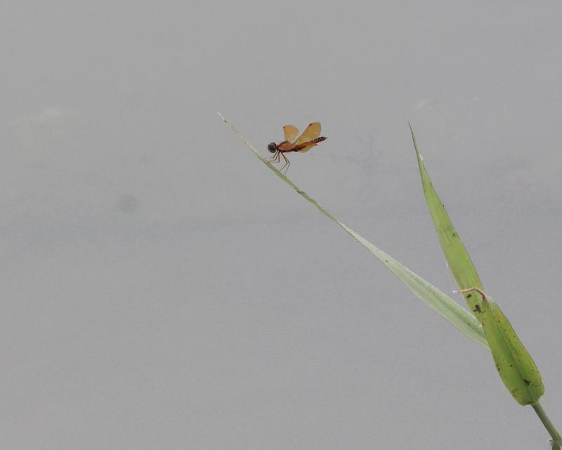 Photo of Eastern Amberwing