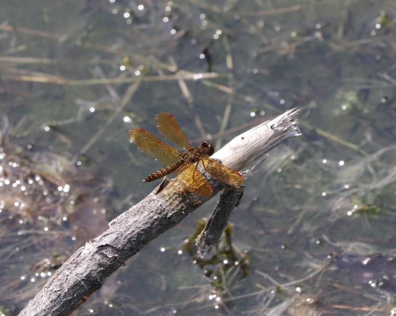 Photo of Eastern Amberwing