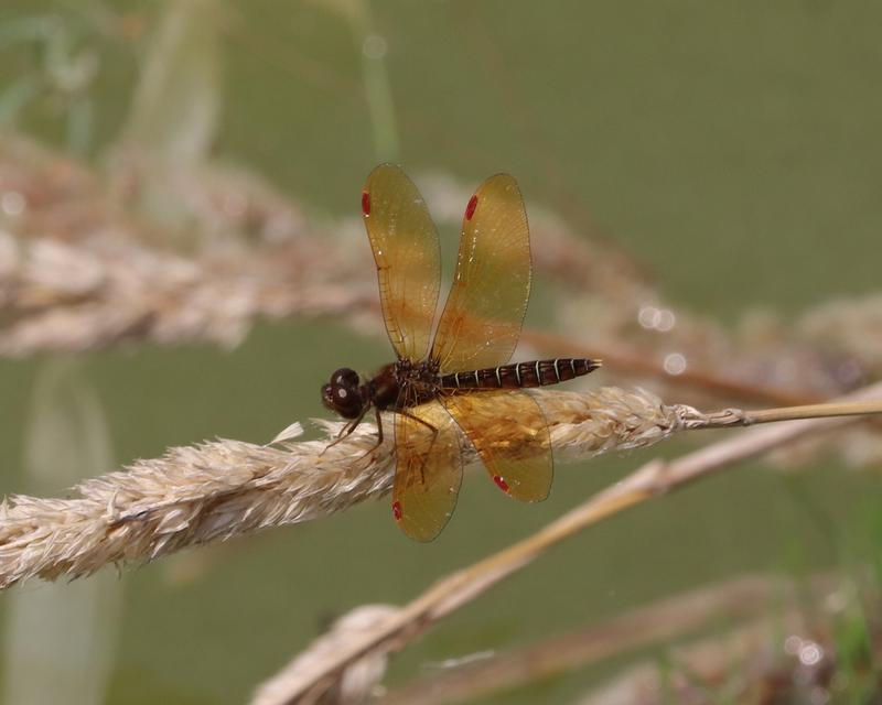 Photo of Eastern Amberwing