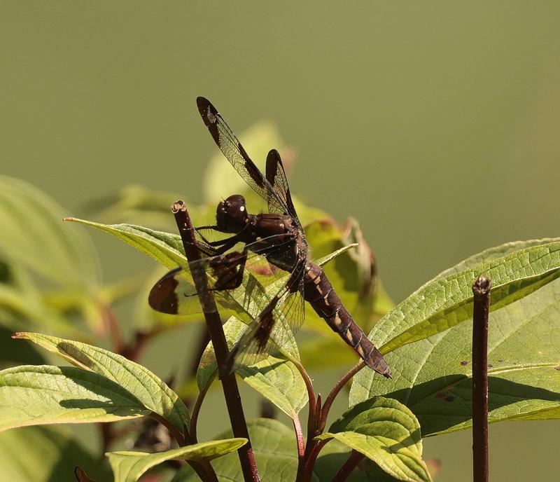 Photo of Common Whitetail