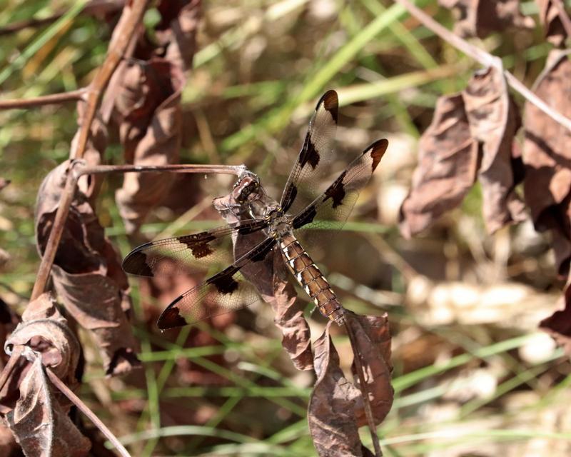 Photo of Common Whitetail