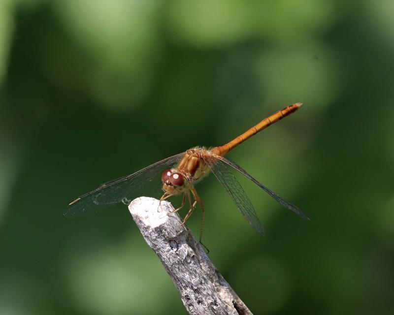 Photo of Autumn Meadowhawk