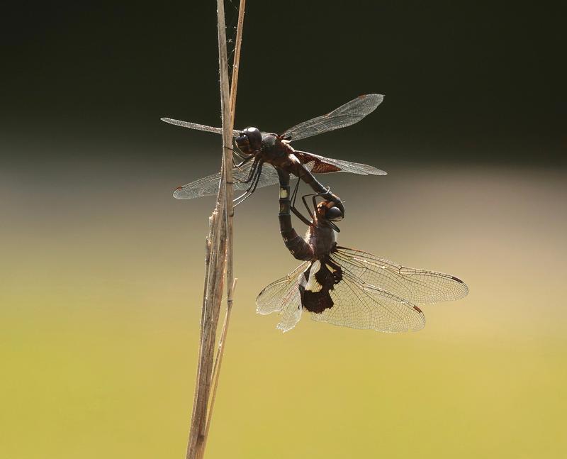 Photo of Black Saddlebags