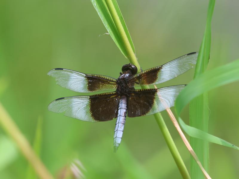 Photo of Widow Skimmer
