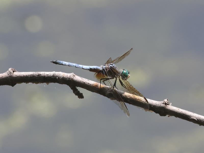 Photo of Blue Dasher