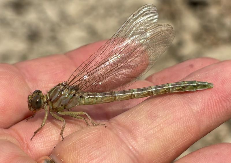 Photo of Elusive Clubtail