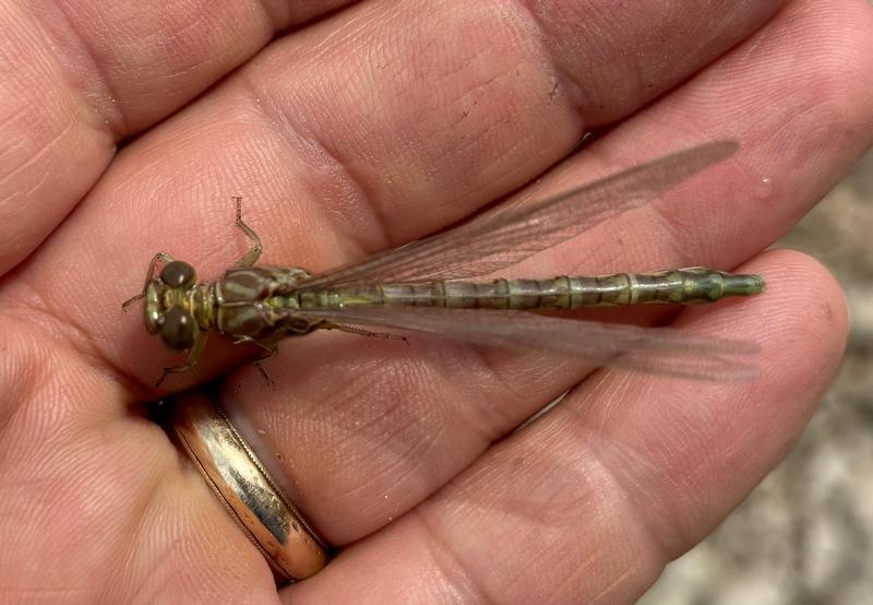 Photo of Elusive Clubtail