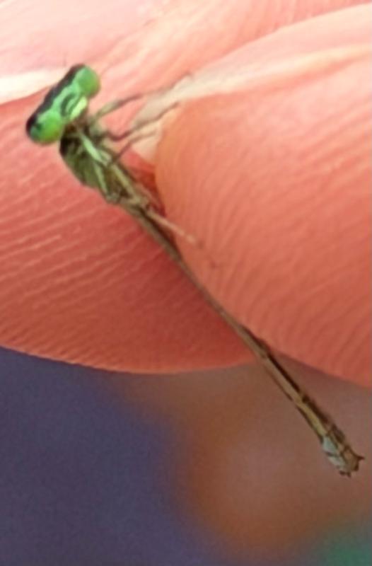 Photo of Eastern Forktail