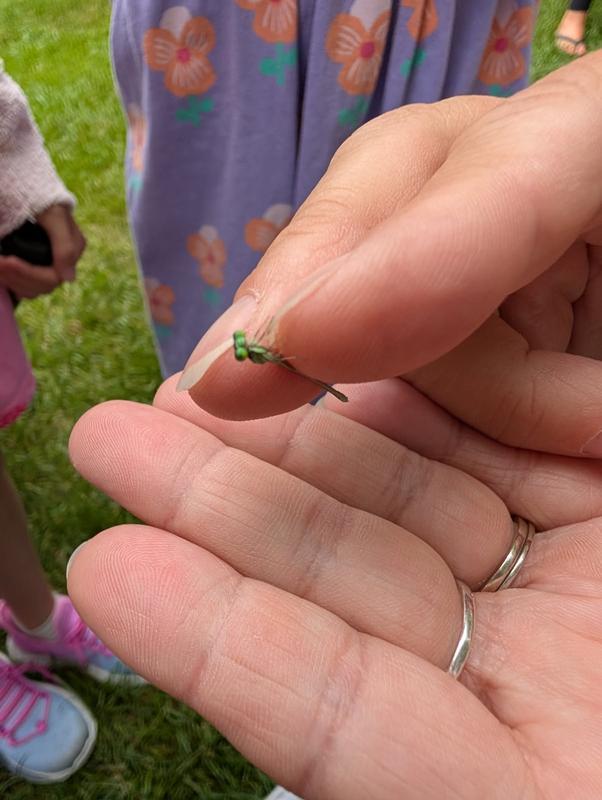 Photo of Eastern Forktail