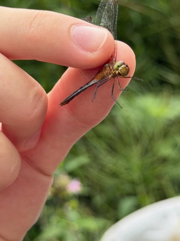 Photo of Ruby Meadowhawk