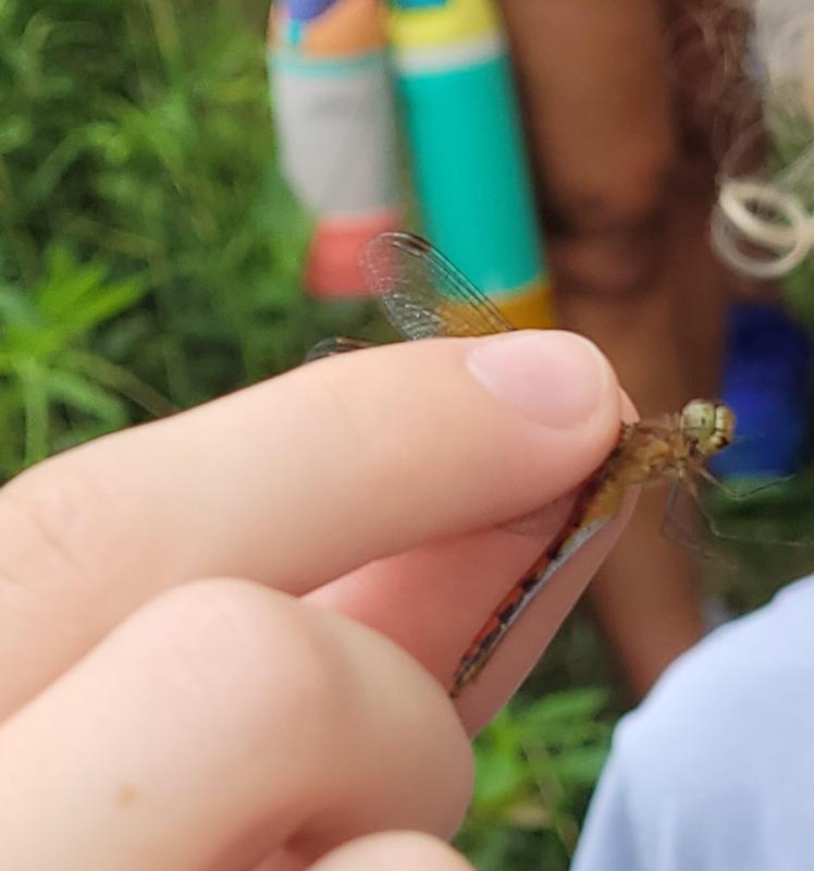 Photo of Ruby Meadowhawk