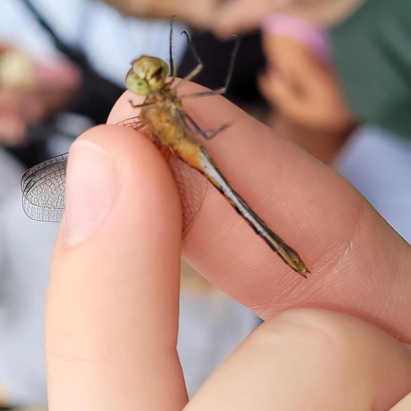 Photo of Ruby Meadowhawk