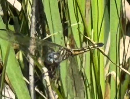 Photo of Blue Dasher