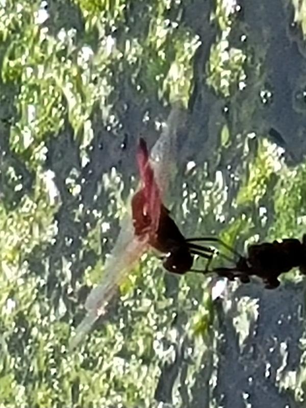 Photo of Red Saddlebags