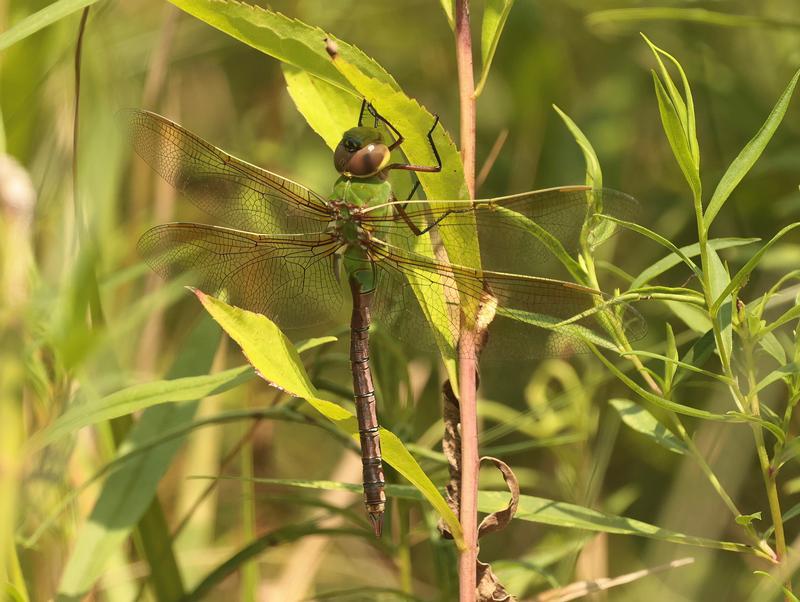 Photo of Common Green Darner