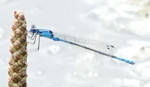 Photo of Azure Bluet