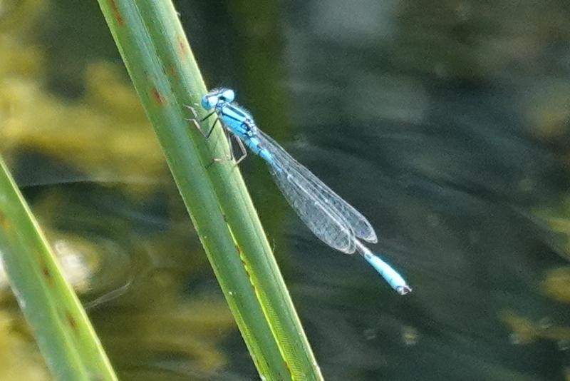 Photo of Azure Bluet