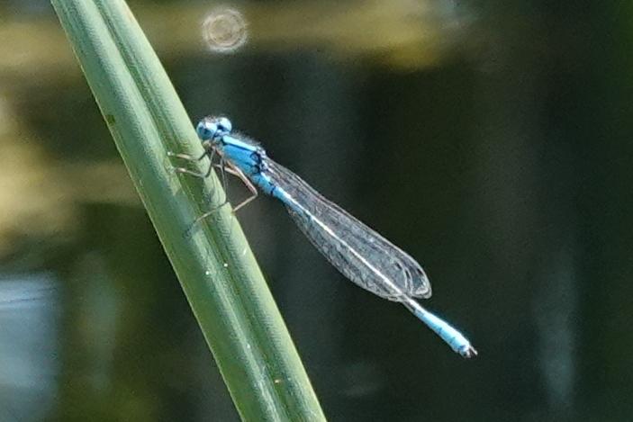 Photo of Azure Bluet