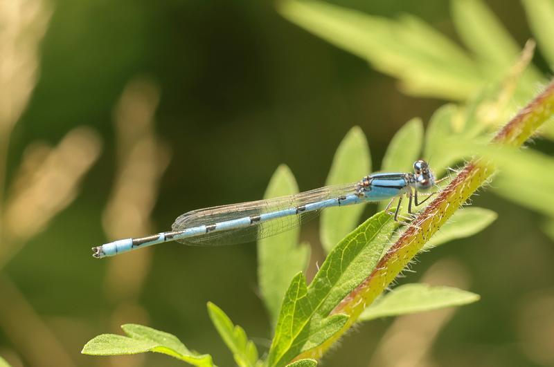 Photo of Familiar Bluet