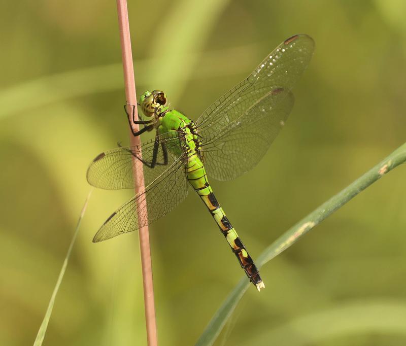Photo of Eastern Pondhawk