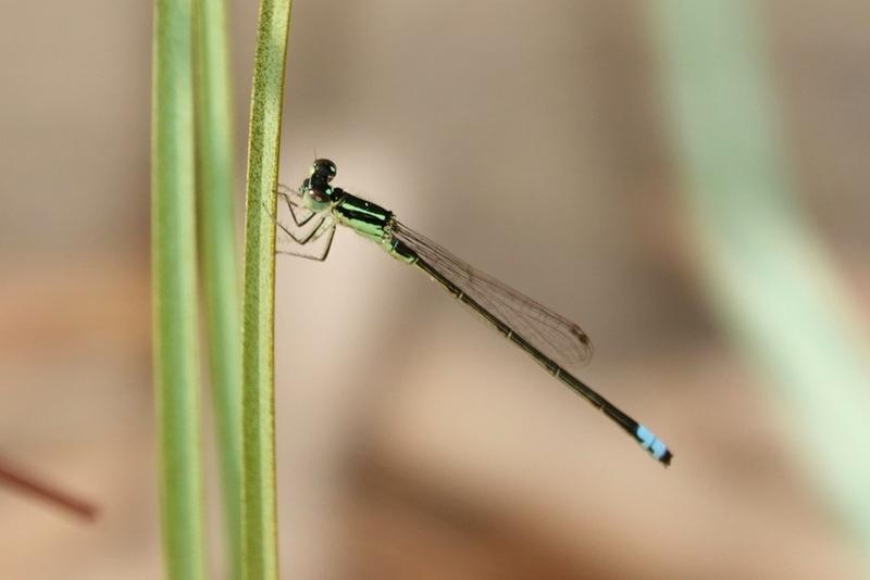 Photo of Eastern Forktail