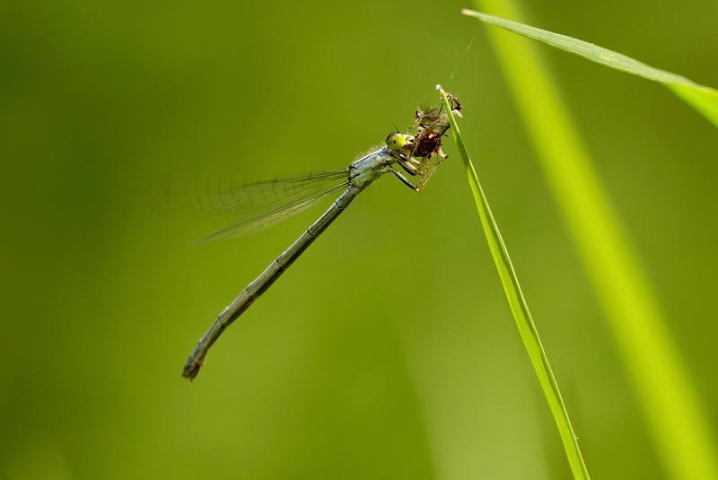 Photo of Eastern Forktail