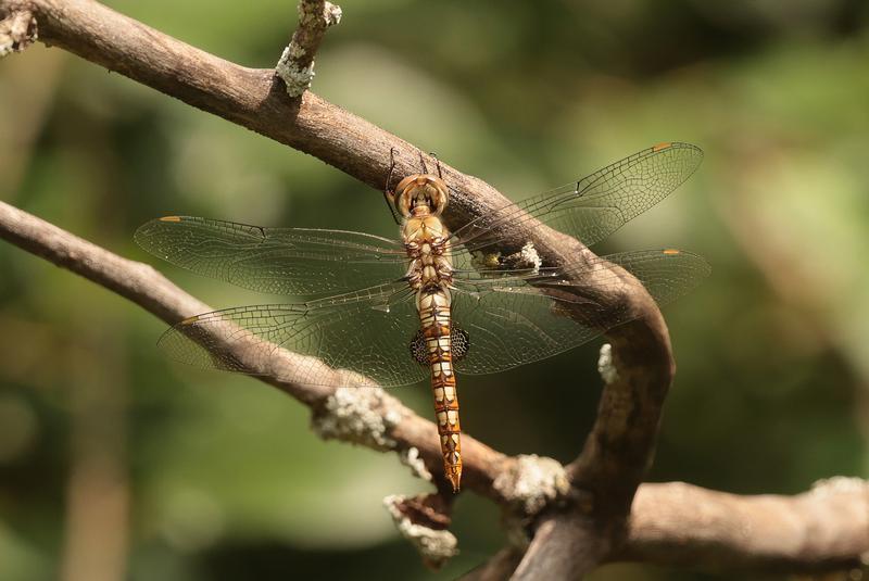 Photo of Spot-winged Glider
