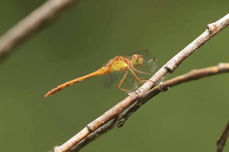 Photo of Autumn Meadowhawk