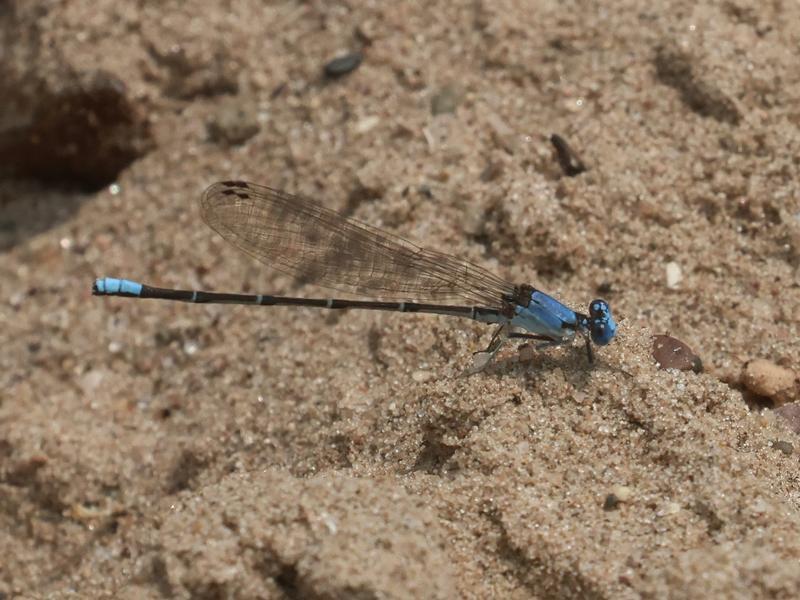 Photo of Blue-fronted Dancer