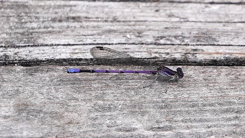 Photo of Variable Dancer (Violet Dancer ssp.)
