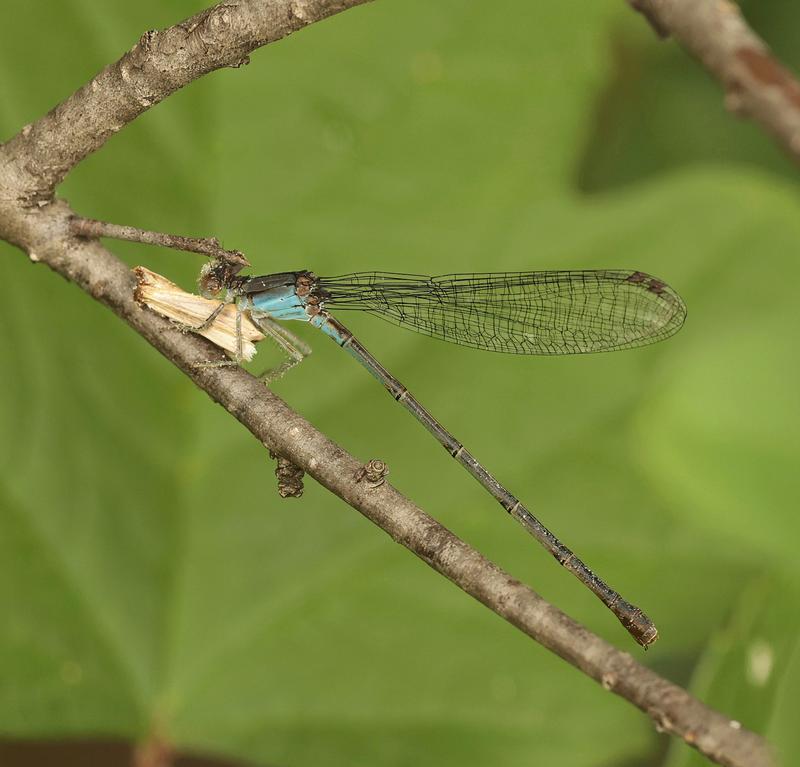 Photo of Blue-fronted Dancer