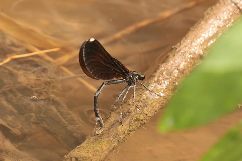 Photo of Ebony Jewelwing