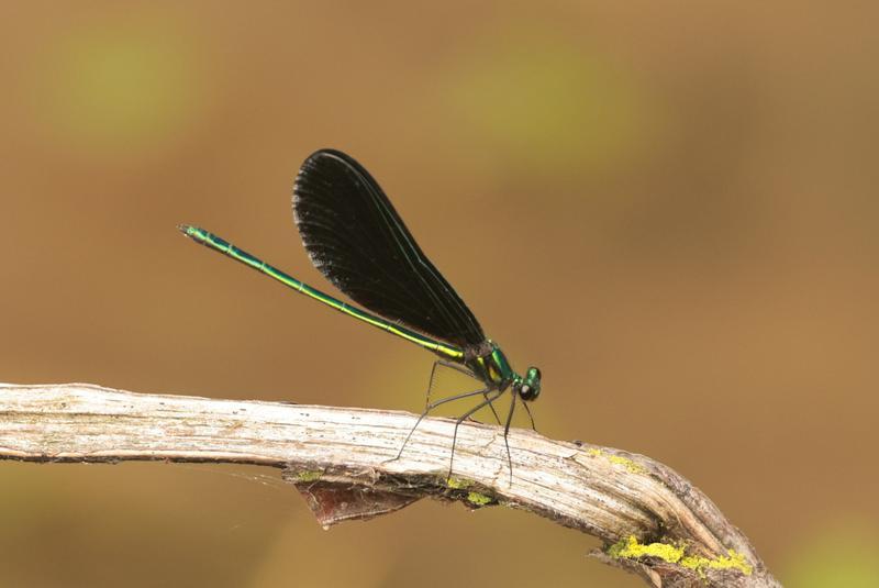 Photo of Ebony Jewelwing