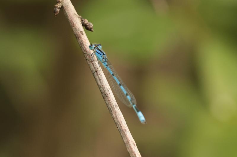 Photo of Familiar Bluet