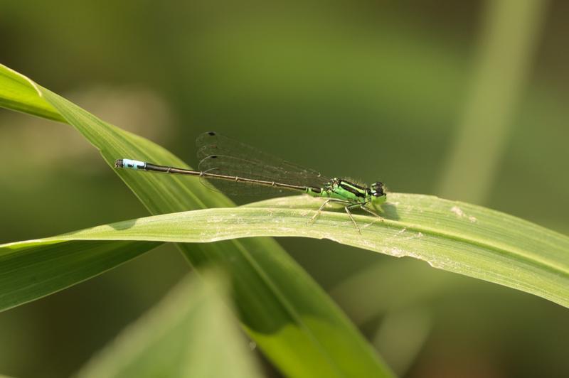 Photo of Eastern Forktail