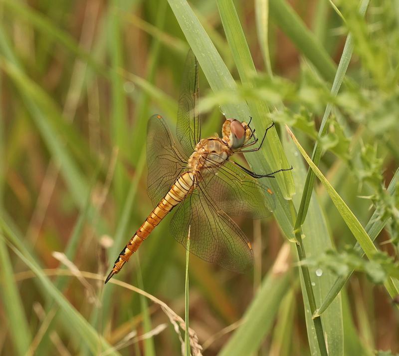 Photo of Wandering Glider