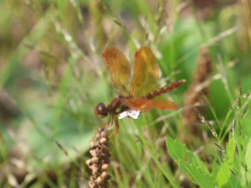 Photo of Eastern Amberwing