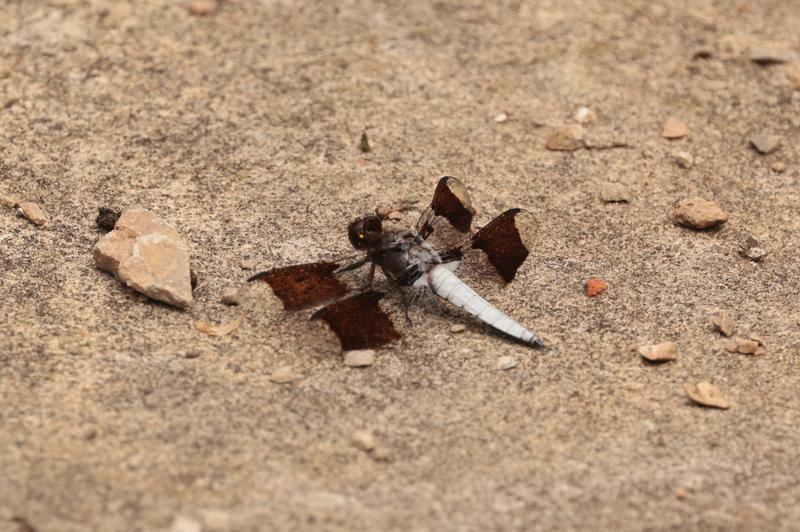 Photo of Common Whitetail