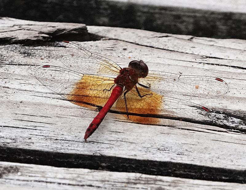 Photo of Band-winged Meadowhawk