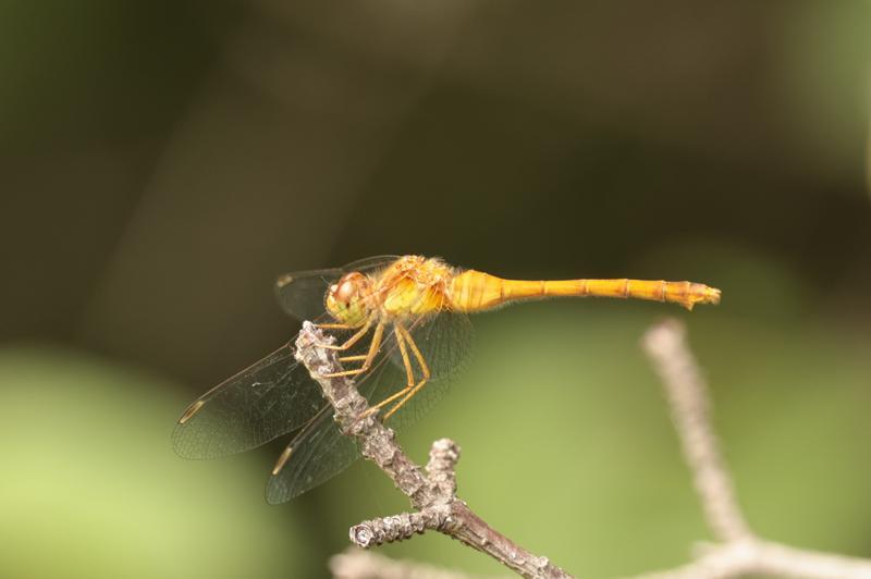 Photo of Autumn Meadowhawk