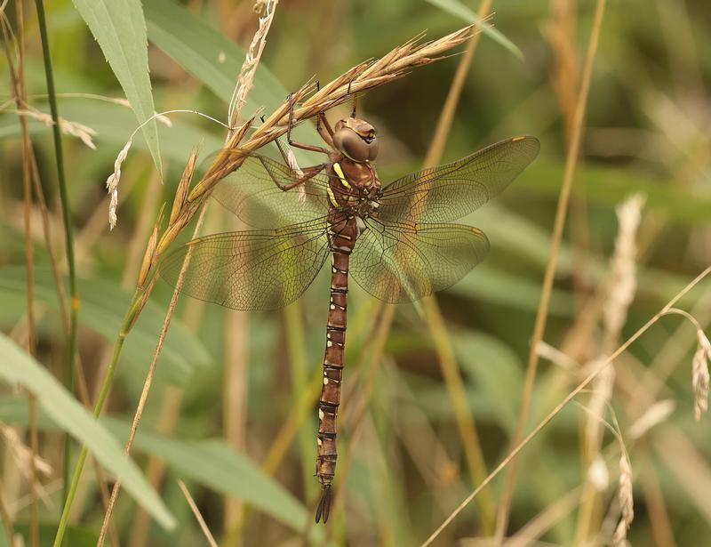Photo of Shadow Darner