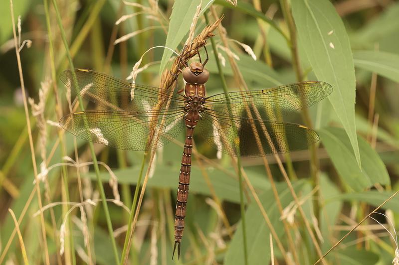 Photo of Shadow Darner