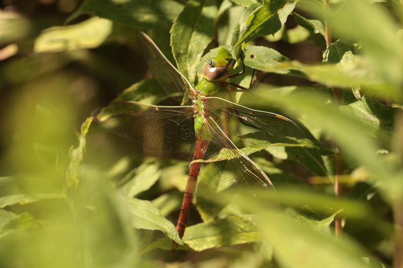 Photo of Common Green Darner