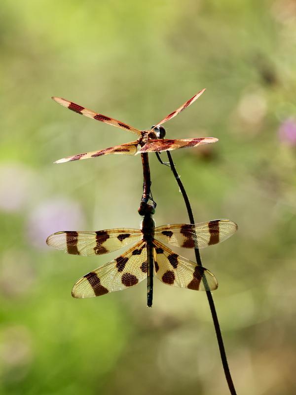 Photo of Halloween Pennant
