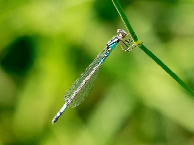 Photo of Azure Bluet