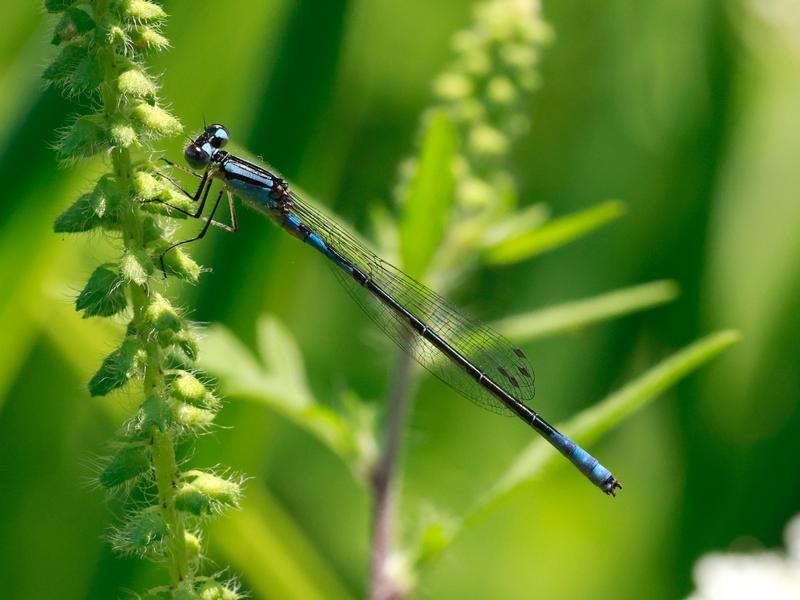 Photo of Azure Bluet